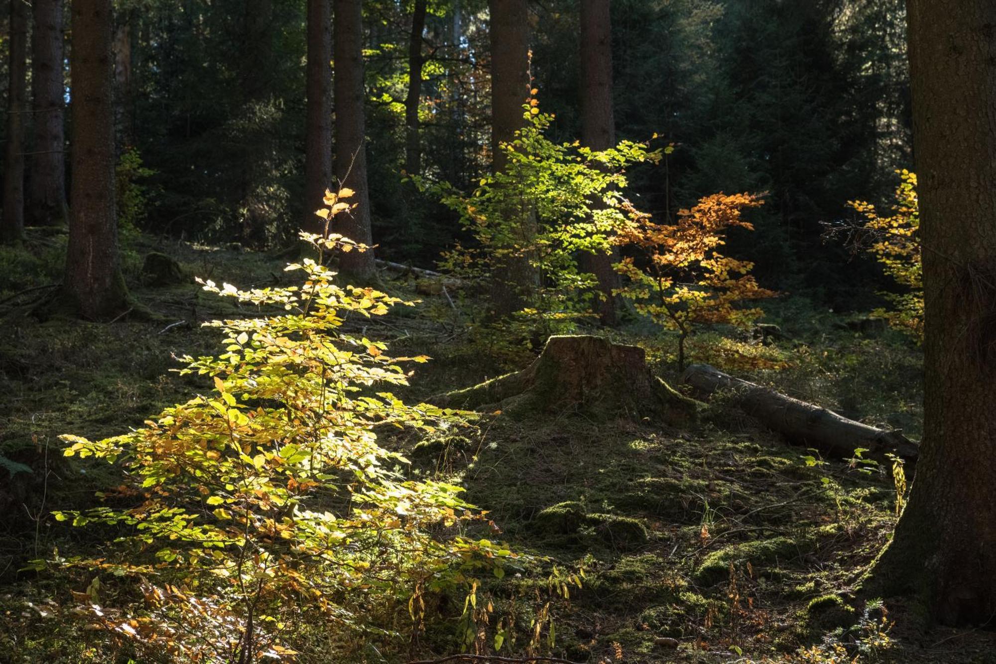 Holzhaus Onkel Fritz Mit Sauna Und Whirlwanne Esch  Esterno foto
